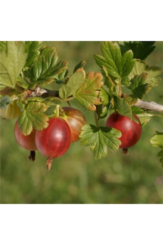 Kırmızı Bektaşi Üzümü & American Red Goosberry Fruit Tohumu Tropikal Meyve Tohumları 5 Adet Tohum