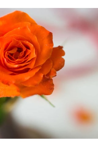 Videolu Koyu Somon Rengi Gül Fidanı Aşılı Saksılı 2 Adet 50-70cm Dış Mekan Salmon Roses