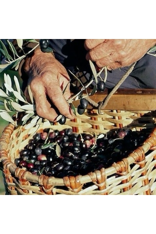Tüplü İthal İran Menşei Shangi Zeytini Fidanının