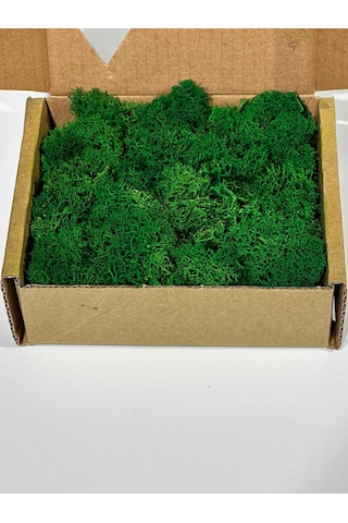 Reindermoss Şoklanmış Norveç Yosunu Terarium Yosunu Grass Green 100 Gr.