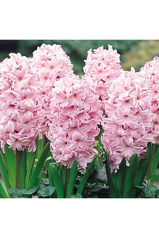 İthal Sümbül Soğanı Pembe Hyacinth Pink