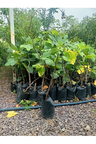 Yeşil Deniz Fidancılık Tüplü Bursa Karası İncir Fidanı 75-100 Cm