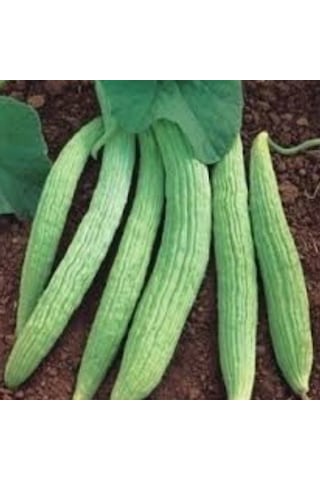 Geleneksel Tohumlar Ata Tohumu Turşuluk Sofralık Hita Acur Tohumu 20 Tohum