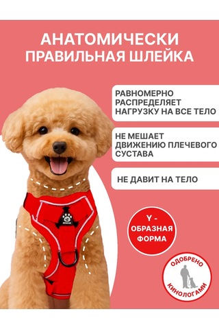 Tori Küçük Ve Orta Irklar İçin Tasmalı Köpek Kayışı Ve Kedi Şeridi 451340234