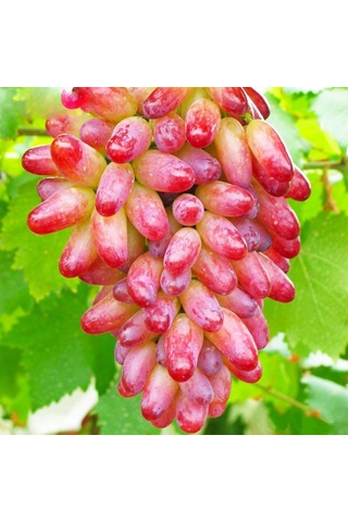 Bahçevilya Black Finger Kırmızı Siyah Üzümü 1-2 Yaş Arası Tüplü