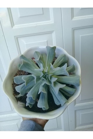 Echeveria Runyonii Topsy Turvy Sukulent Bitki