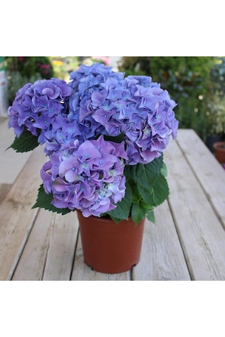 Ithal Mavi Tivoli Ortanca Çiçeği Fidanı 25-50 Cm Saksılı Çiçekli Bodur Blue Hydreangea