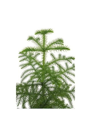 Gerçek Yılbaşı Ağacı Arokarya Araucaria 60-70 Cm Ev Bitkisi Ofis Bitkisi Salon Çamı