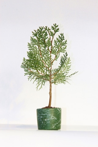 Bonsai Thuja Orientalis Yeşil Saksıda 3 Adet