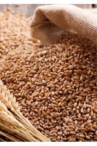 5 Kg Yemlik Buğday / Kuş Tavuk Kaz Ördek Yemi, %100 Doğal