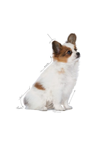 Royal Canin Puppy X-Small Küçük Irk Yavru Köpek Maması 1.5 KG
