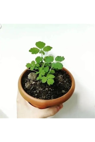 Thebestonline Kırlangıç Otu, Saksıda