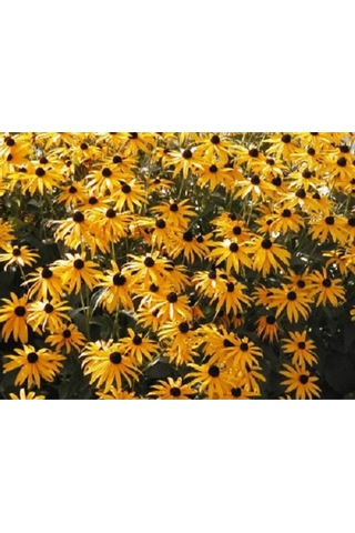 20 Adet Black Eyed Susan Tohumu