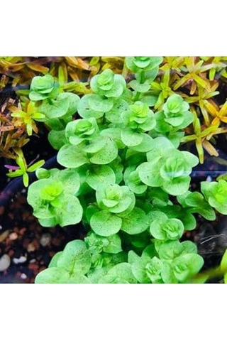Rotala Indica Green Saksı Canlı Bitki Çok Renkli