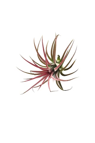 Tillandsia Lonantha (Hava Bitkisi)
