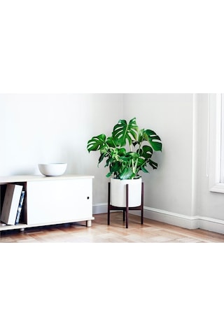 Monstera Deliciosa Deve Tabanı 80-100 Cm