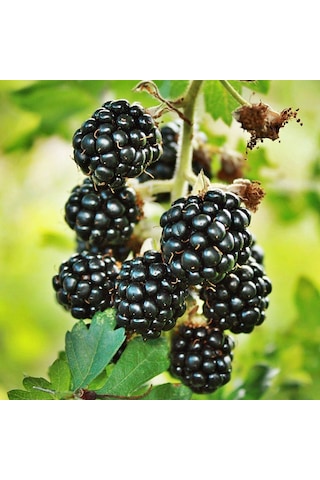 Tüplü Erkenci Yüksek Verimli Boysenberry Böğürtlen Fidanı