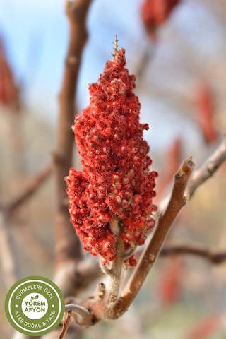 Meşhur Mardin Midyat Yöresinden Doğal Şifa Kaynağı Yerli Hasat Öğütülmüş Sumak Rhus 90gr.