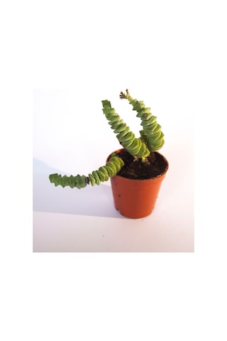 Crassulla Perforata Sukulent Tekli 5,5 Cm Saksıda