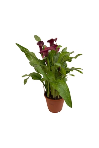 Gala Gelin Çiçeği Kırmızı 15-25 Cm