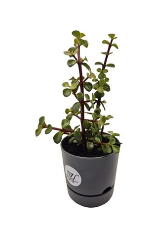 Para Çiçeği Crassula Ovata Canlı Bitki, Saksılı, 10cm Çap, 25cm Yükseklik, Karışık Renkli Saksı, Hediye Kutu Diğer