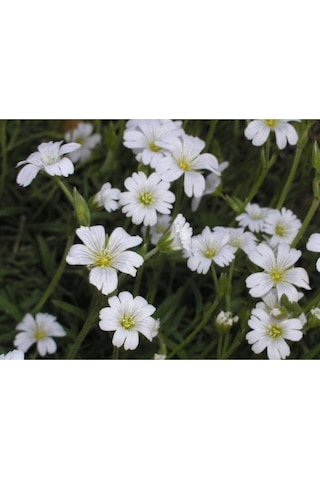 20 Adet Snow In Summer Chickweed Tohumu