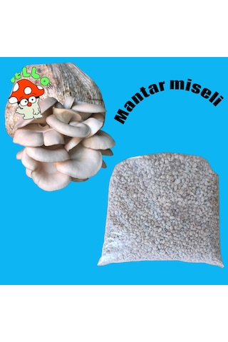 3 Kg İstiridye Mantarı Tohumu Ekim Poşeti, Kireç, Alçı, Buğday Kepeği-full Paket 1 adet