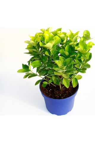 Gold Taflan Euonymus Japonica Aurea Sarı Çit Bitkisi Mavi Saksıda 3 Adet