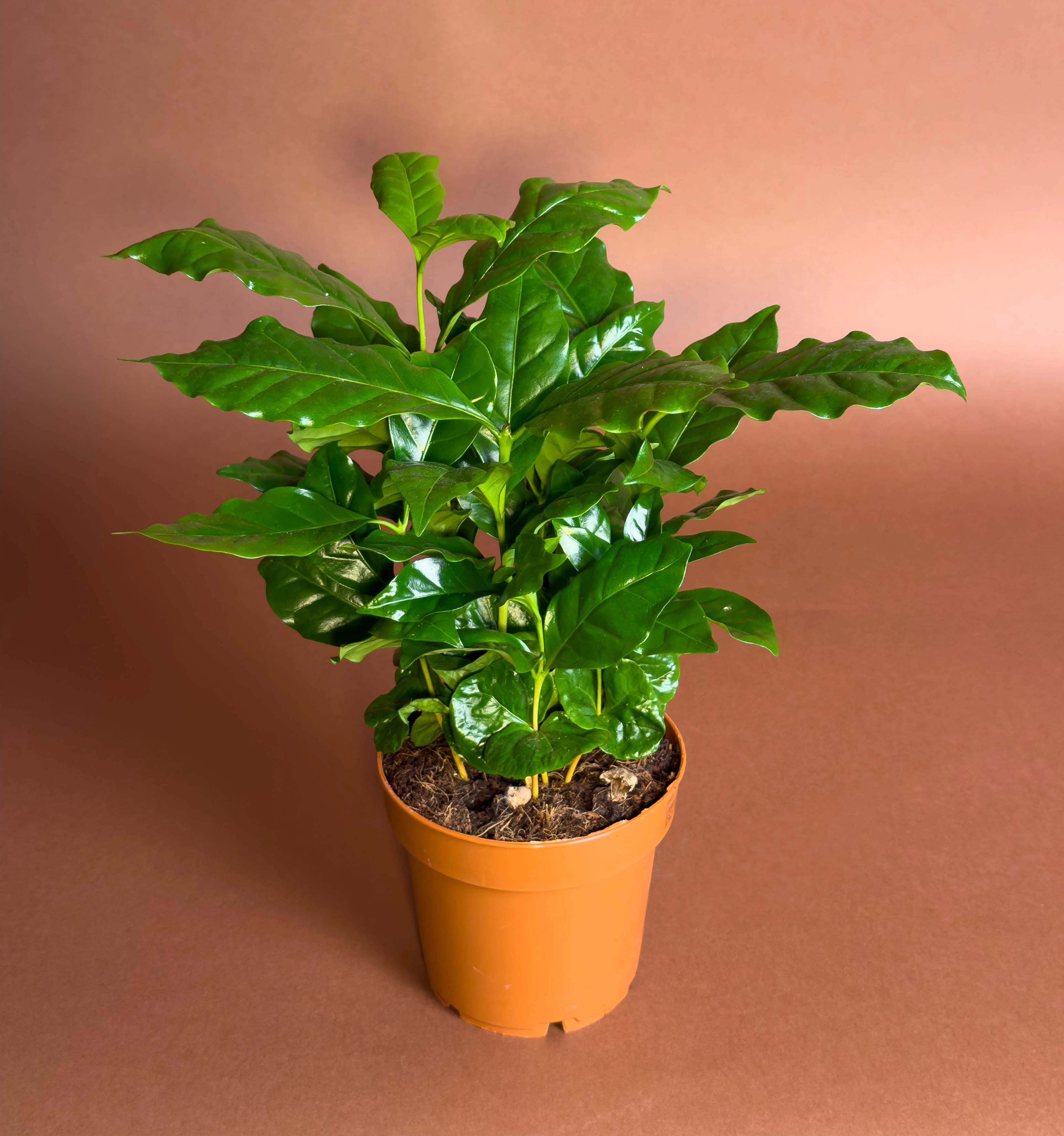 Kahve Bitkisi Coffea Arabica 22 Cm Kompakt Yapraklı Form