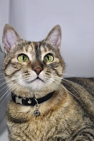Ayarlanabilir - Sesli Zilli- Siyah Kedi Tasması 12 Farklı Renk Seçeneği -kedi Boyun Tasması