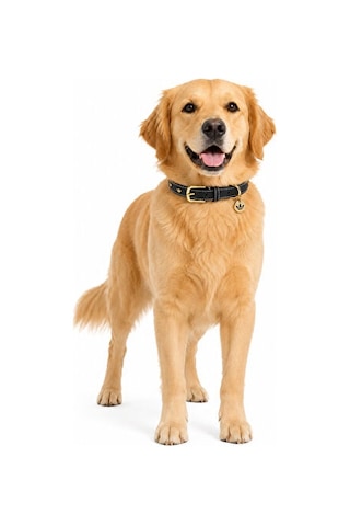 Adidas Pet Collar Tasma Ky8798 Siyah