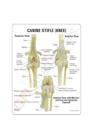 Köpek Diz Eklemi Modeli - Köpek Diz Maketi 01