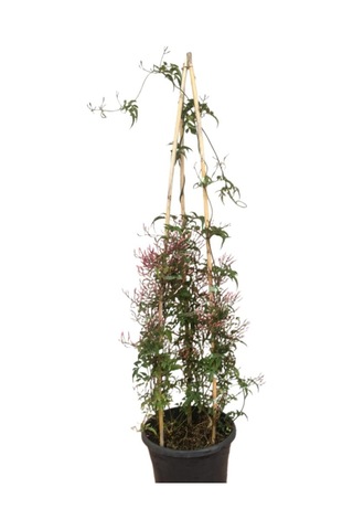 Jasminum Sambac - Arap Yasemini İki Köklü