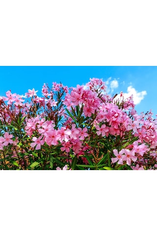 Zakkum - Nerium Oleander 5adet