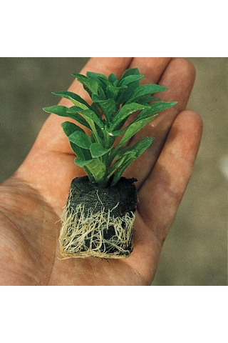 Ville De Paris Lilac Sarkan Sakız Sardunya Fidesi 1 Adet