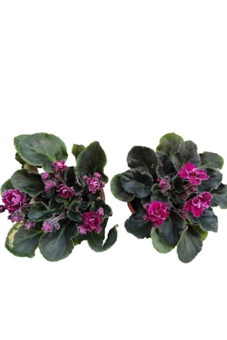 2 Adet Katmerli Afrika Menekşesi Yerli Üretim Bordo Renk