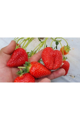 AGRodal Tarım Ata Tohumu Yerli Çilek Tohumu 100 Adet Tohum