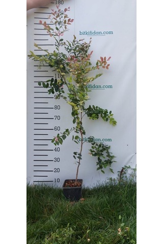 3 Yaş Loropetalum Fidanı