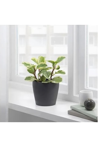 Sumuhome Persıllade Toprak Saksı Koyu Gri 12 Cm