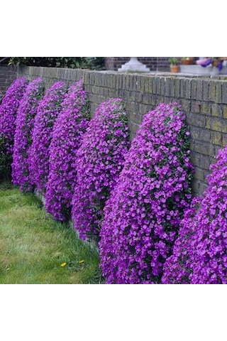 Menekşe Renginde Aubrieta Obrizya Çiçek Tohumu 100 Tohum