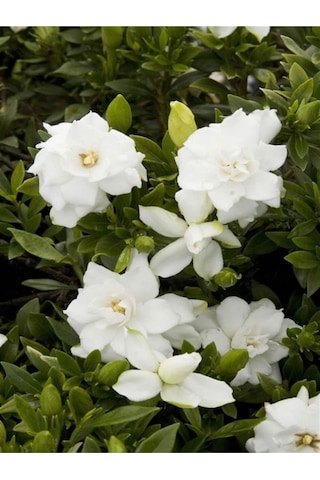 Kokulu Hediyelik 1 Adet Gardenya Çiçeği Saksılı 30-50cm Gardenia Flower