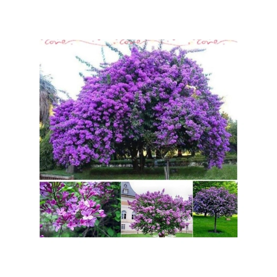 Leylak Lilac Fidanı 30-60 Cm