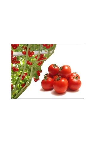 İtalyan Domates Ağacı Tohumu 10 Tohum Domates Tohumu +