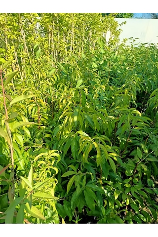 Yeşil Deniz Fidancılık Tüplü Gülhaven Şeftali Fidanı 70-120 Cm