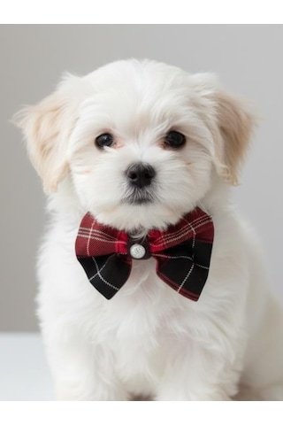 Aristokrat Ekose Silver Köpek Papyonu Tasma Yılbaşı