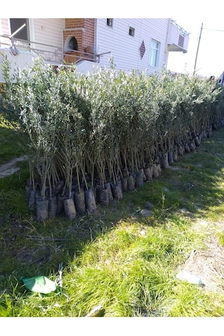 Tüplü Gemlik Trilye Zeytin Fidanı