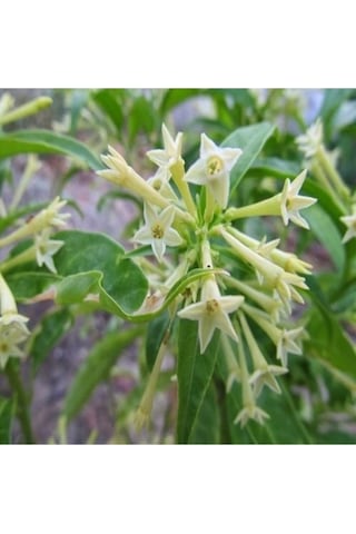 Gece Yasemini Melisa Çiçeği Fidanı