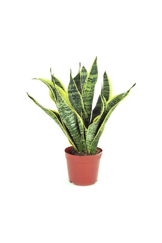 Paşa Kılıcı - Peygamber Kılıcı 1 Adet 20-30 Cm Saksılı Sansaveria Trifasciata İç/dış Mekan Bitkisi