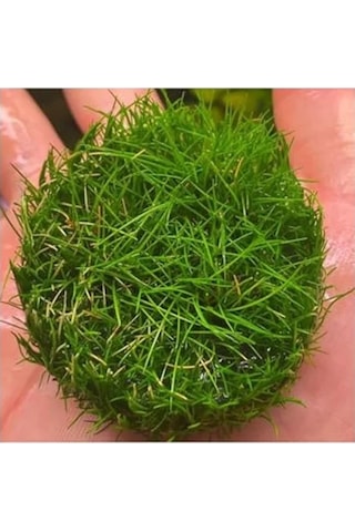 Canlı Bitki, Mini Parvula In Vitro Cup, Akvaryum İçin -