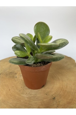 Para Çiçeği Fidanı Sukulent 10-20 Cm